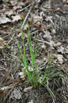 Thorne's sedge